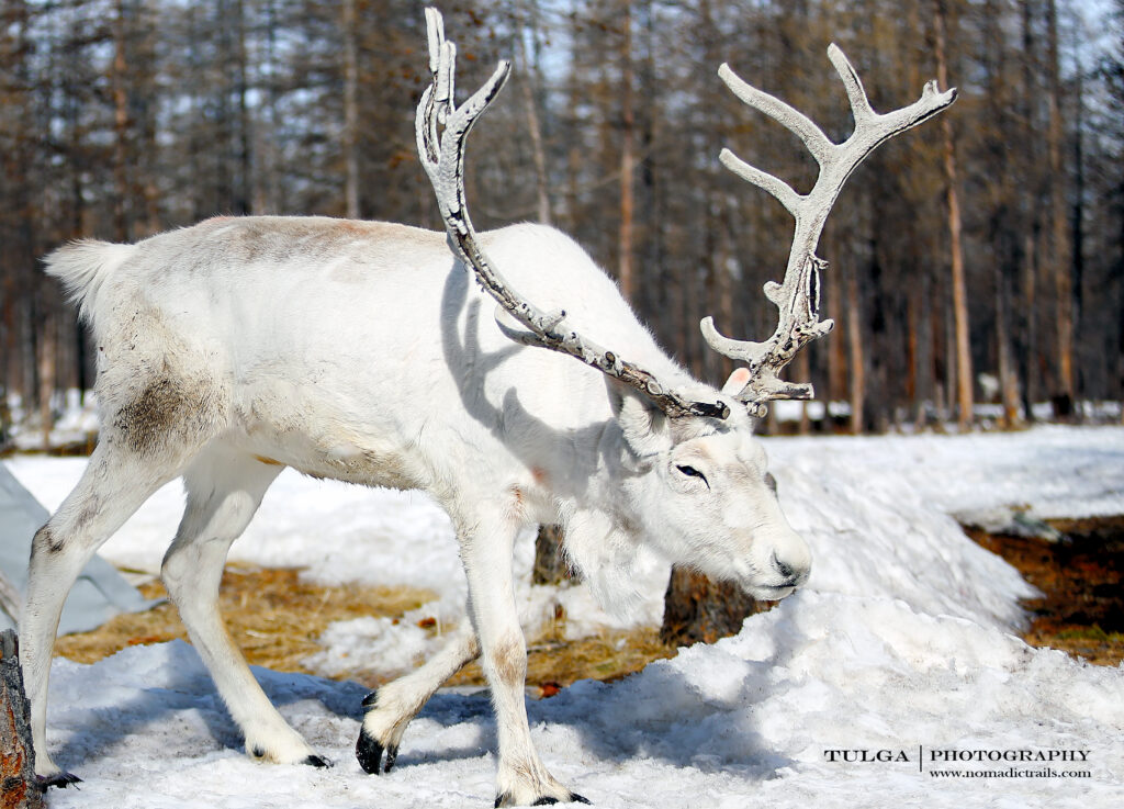 White Reindeer