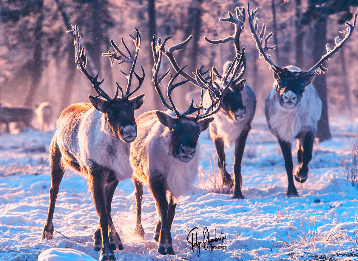 Reindeer Snow Festival 5 6 March Mongolia Festivals